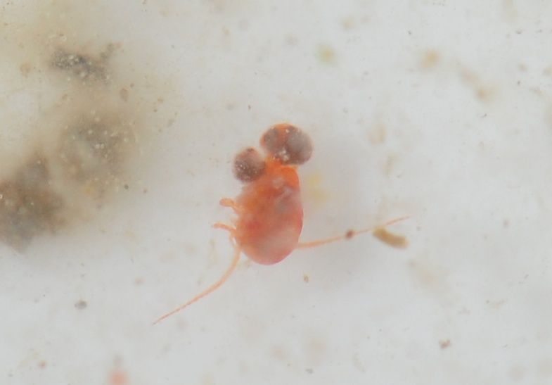 Copepodi.... Calanoidi