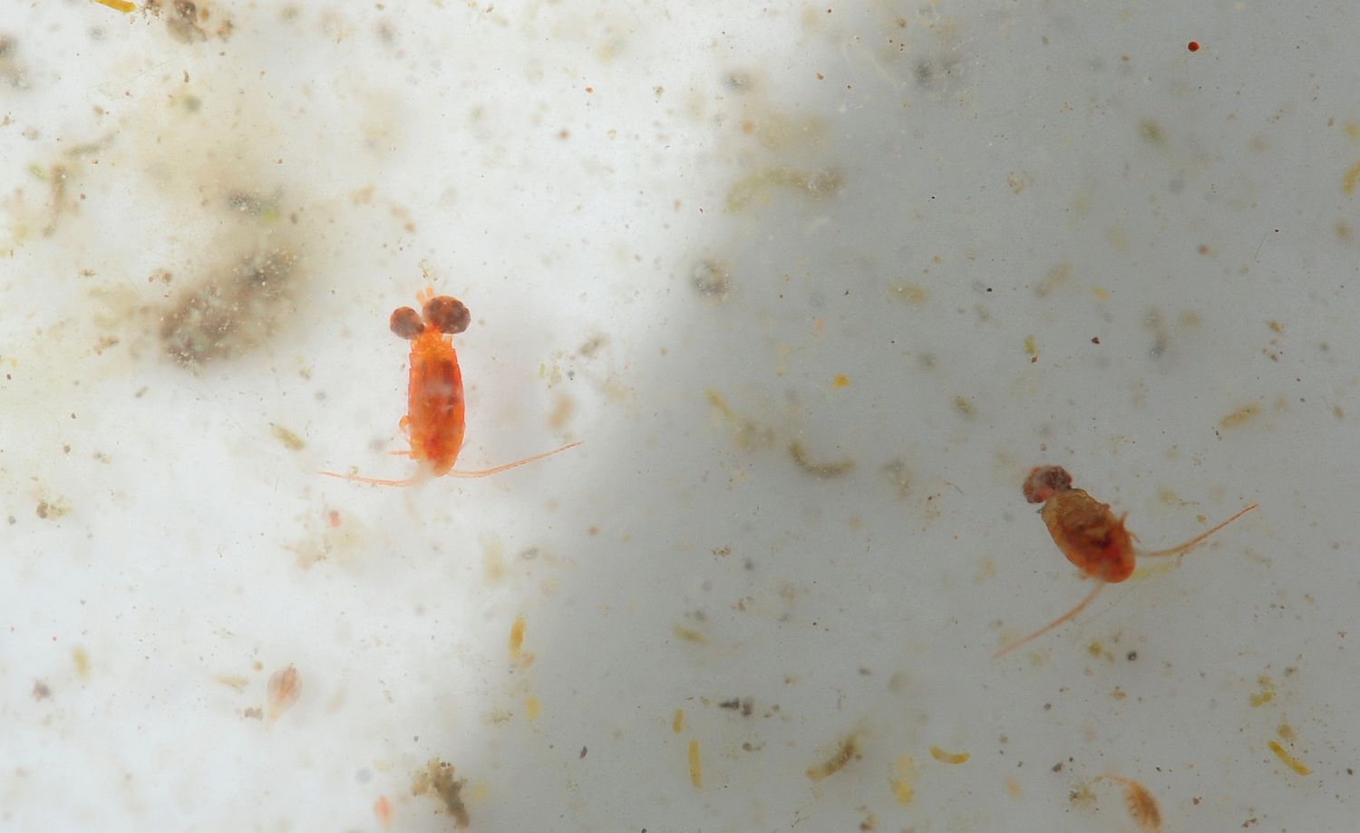 Copepodi.... Calanoidi