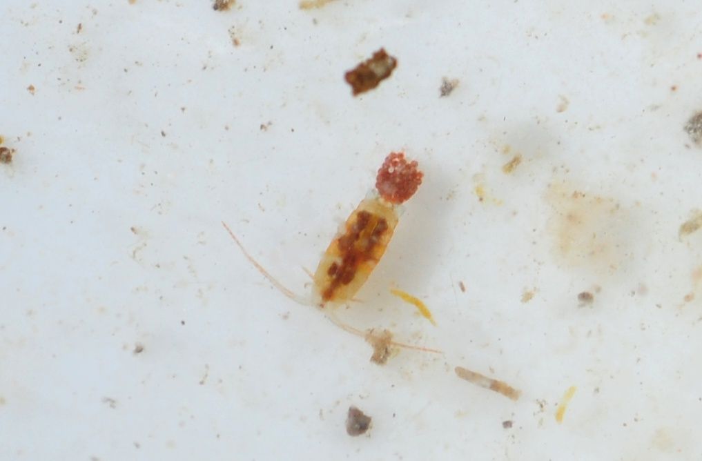 Copepodi.... Calanoidi