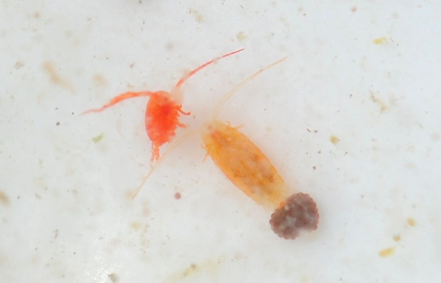 Copepodi.... Calanoidi