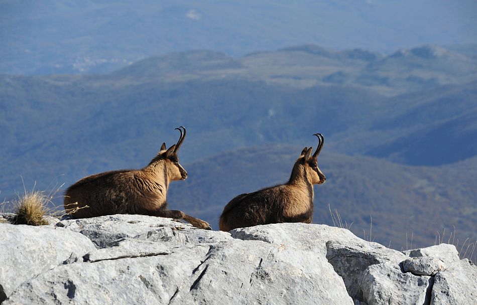 Camoscio appenninico - Rupicapra pyrenaica ornata