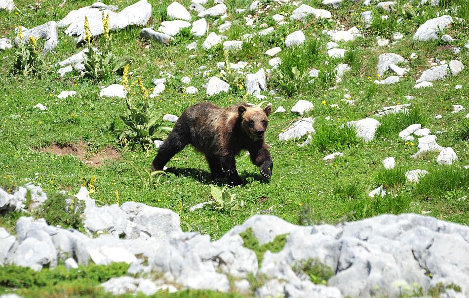 Obiettivo centrato: l''orso bruno marsicano.