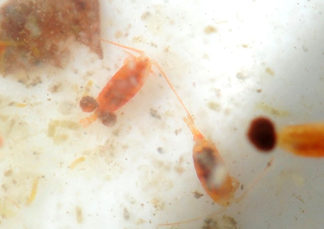 Copepodi.... Calanoidi