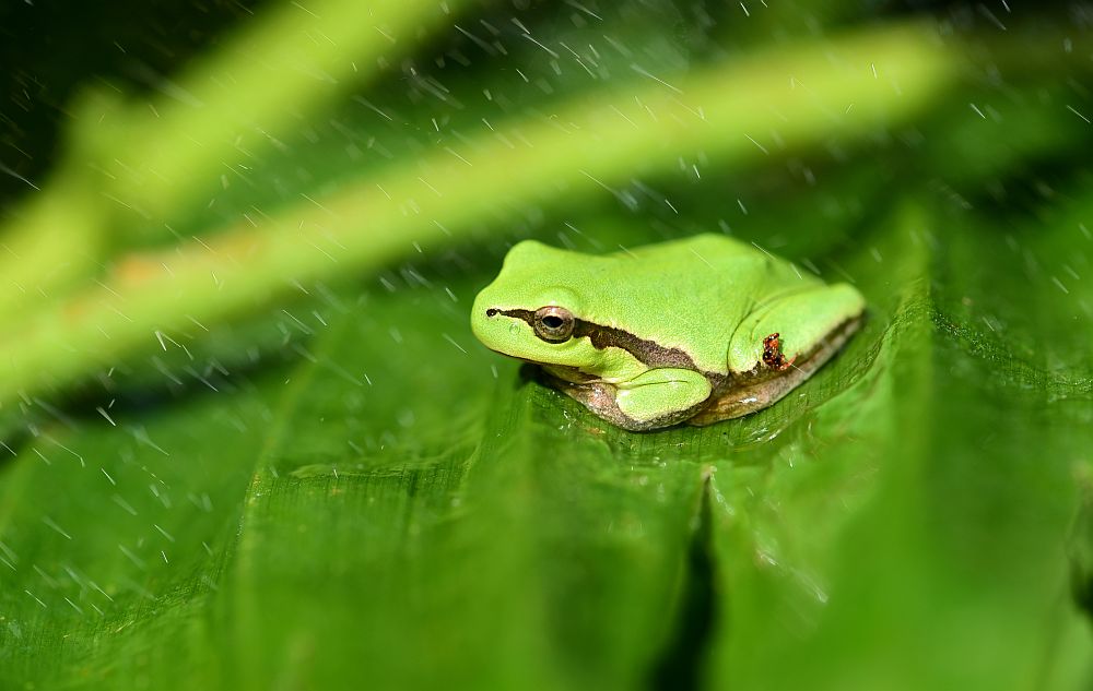 Hyla intermedia