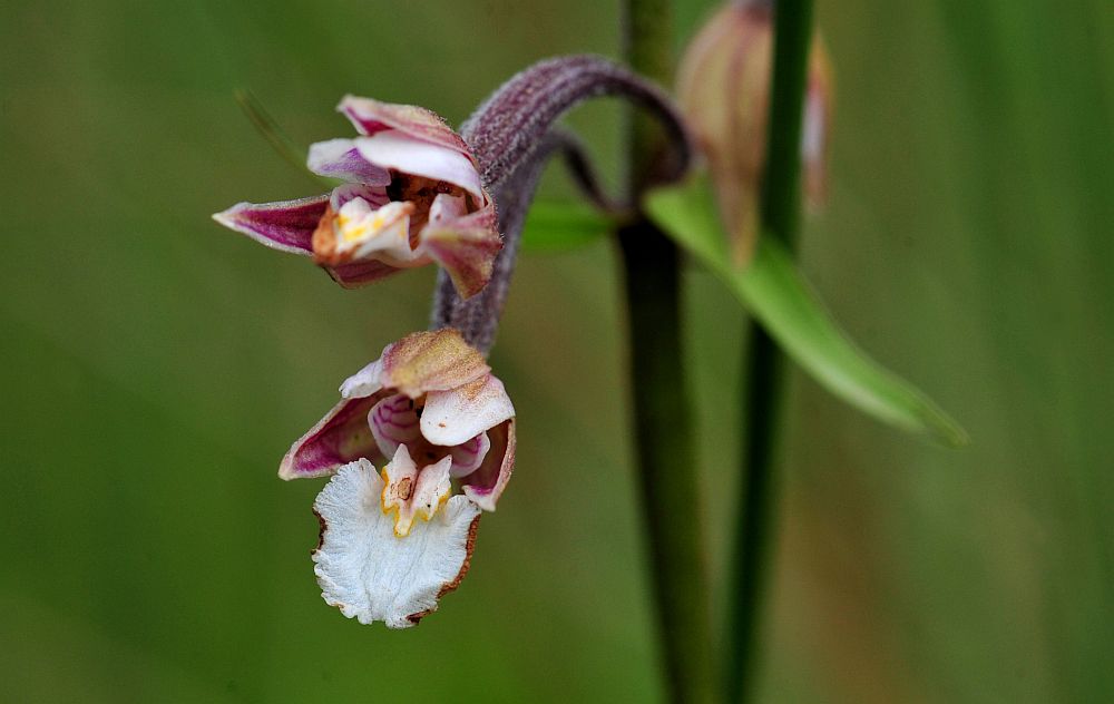 Epipactis palustris