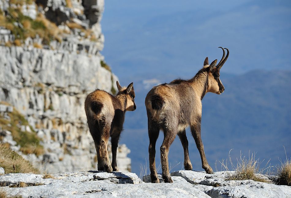 Camoscio appenninico - Rupicapra pyrenaica ornata