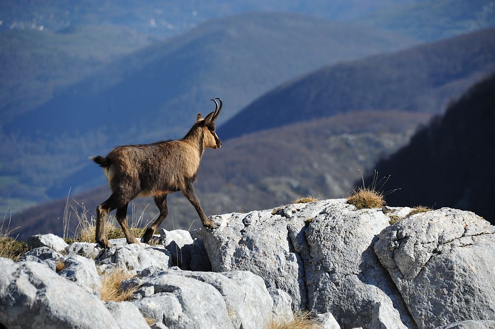 Camoscio appenninico - Rupicapra pyrenaica ornata