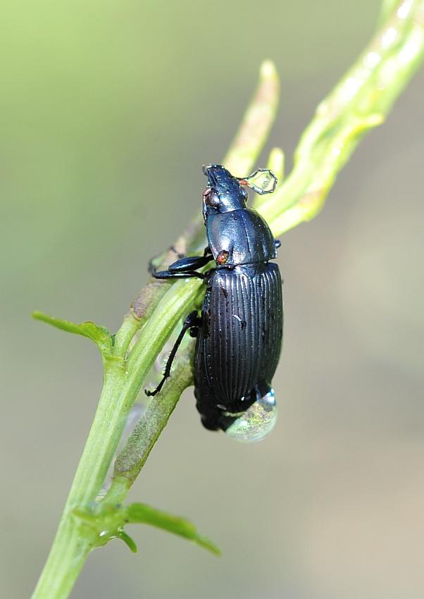 Ancora pterostichus? Poecilus cupreus