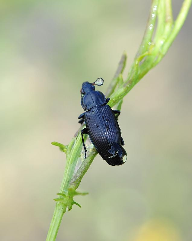 Ancora pterostichus? Poecilus cupreus