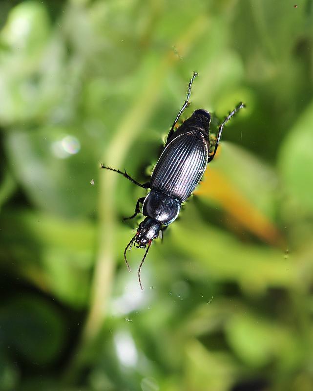 Ancora pterostichus? Poecilus cupreus