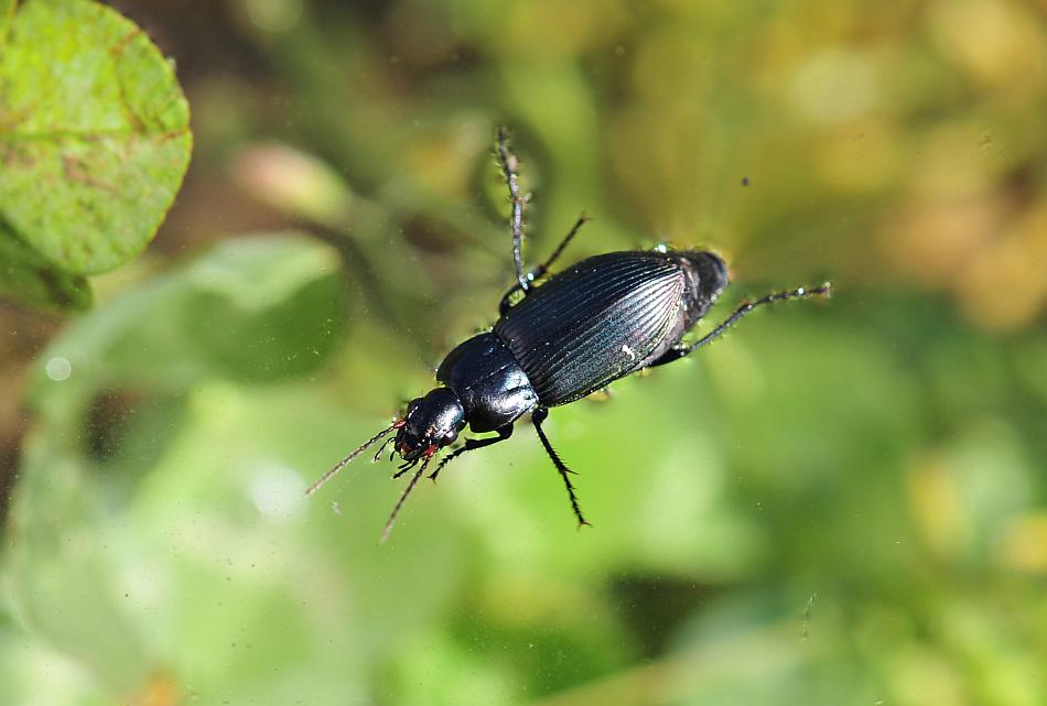 Ancora pterostichus? Poecilus cupreus