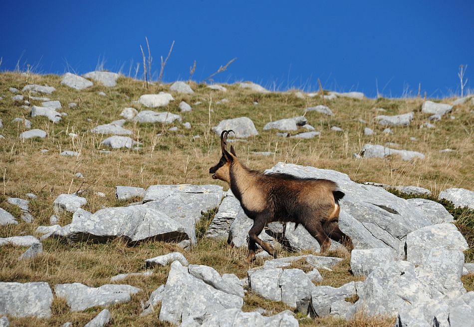 Camoscio appenninico - Rupicapra pyrenaica ornata