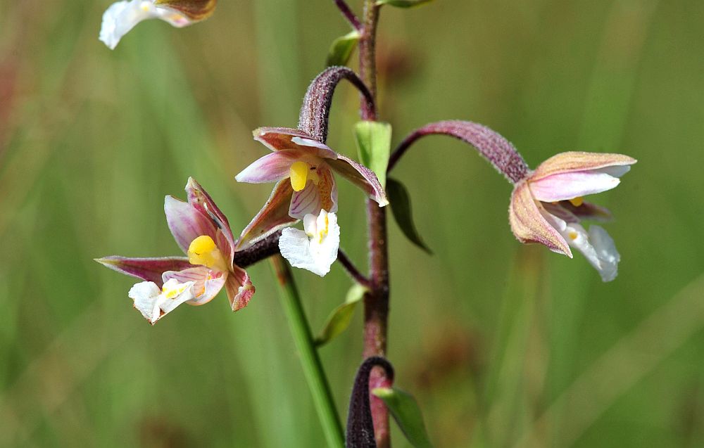 Epipactis palustris