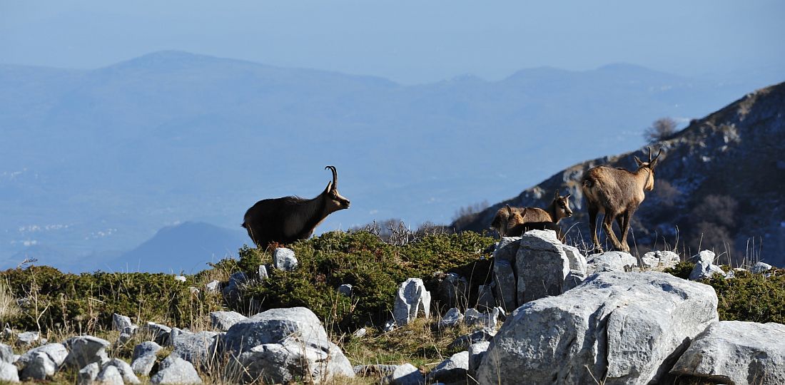 Camoscio appenninico - Rupicapra pyrenaica ornata