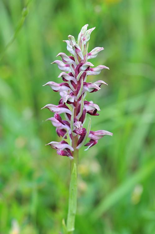 Anacamptis coriophora