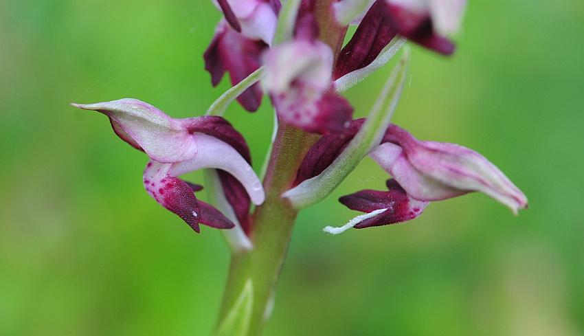 Anacamptis coriophora