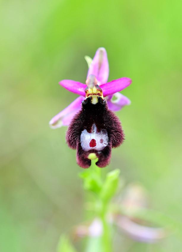 Ophrys bertolonii?