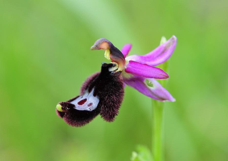 Ophrys bertolonii?