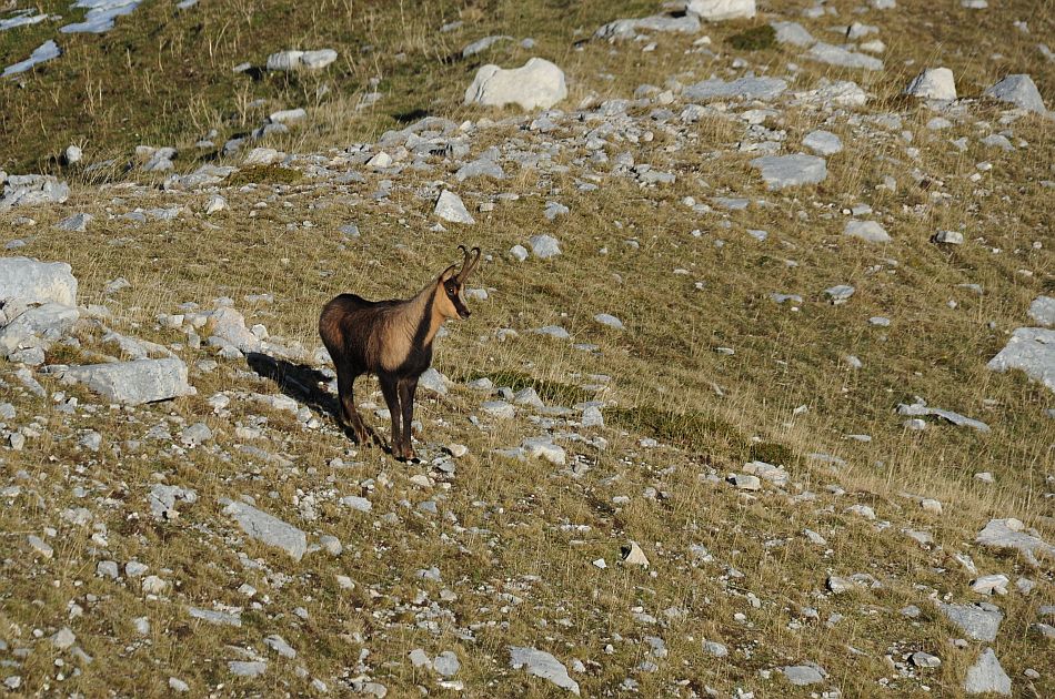 Camoscio appenninico - Rupicapra pyrenaica ornata