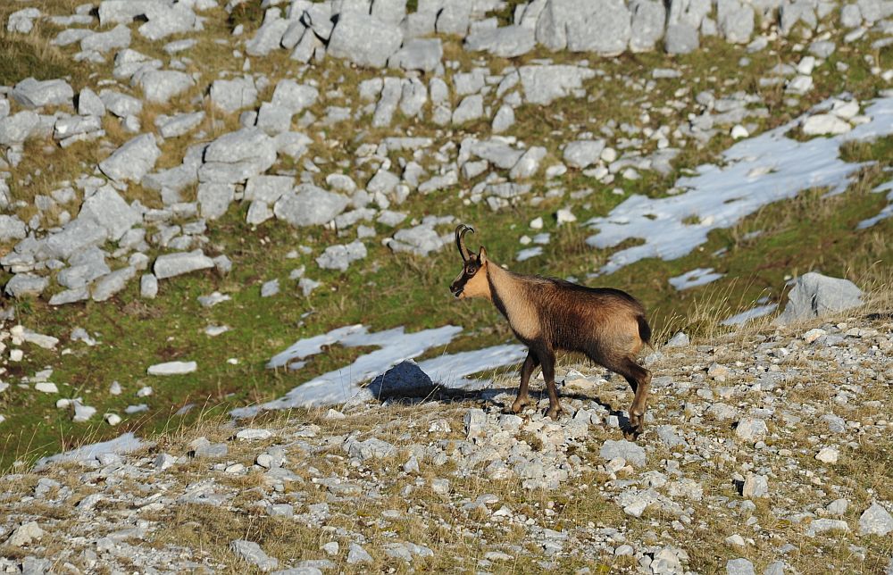 Camoscio appenninico - Rupicapra pyrenaica ornata