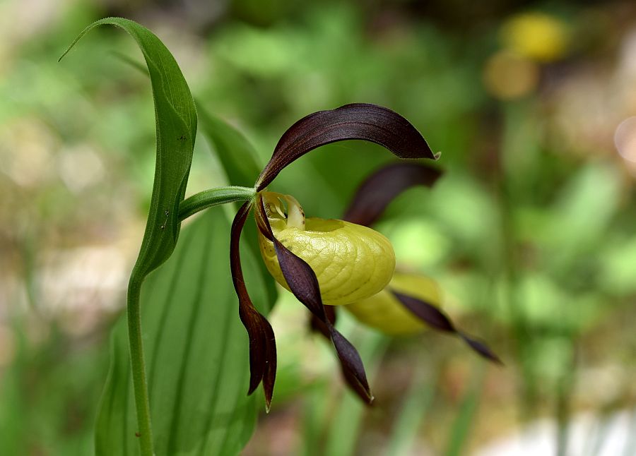 Cypripedium calceolus / Scarpetta di Venere