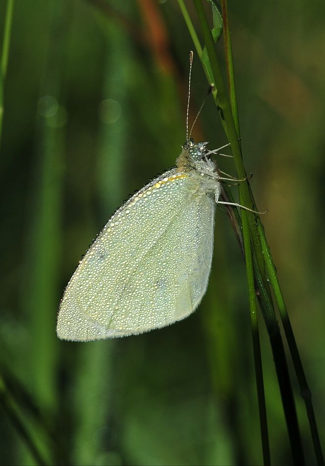 Pieridae da determinare