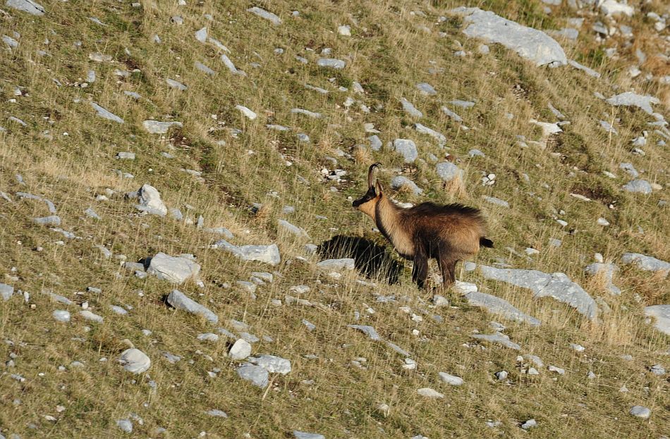 Camoscio appenninico - Rupicapra pyrenaica ornata