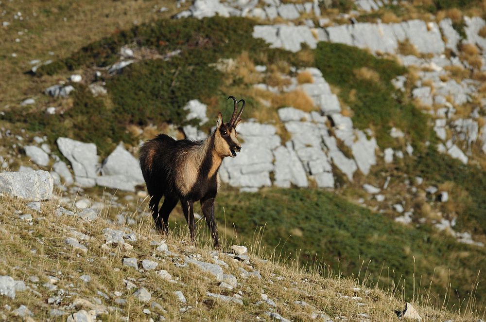 Camoscio appenninico - Rupicapra pyrenaica ornata