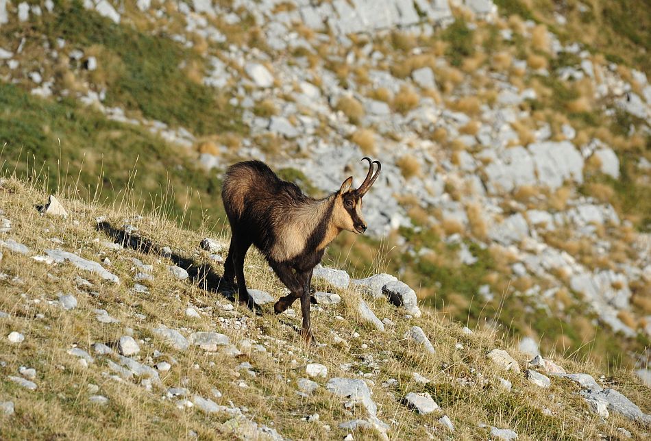 Camoscio appenninico - Rupicapra pyrenaica ornata