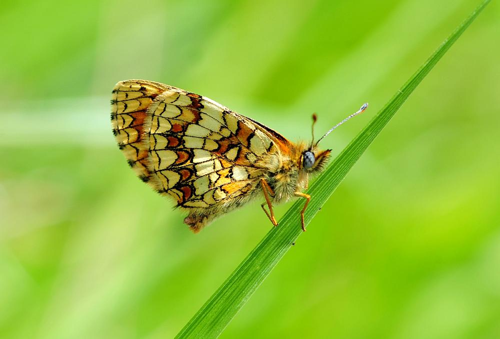 Melitaea phoebe?