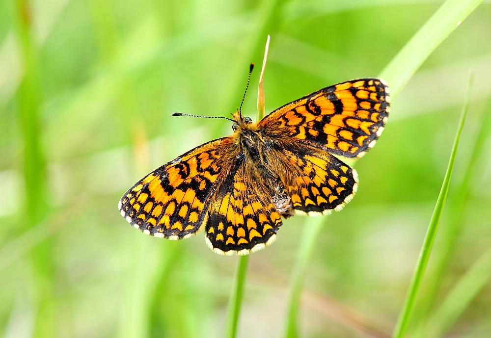 Melitaea phoebe?