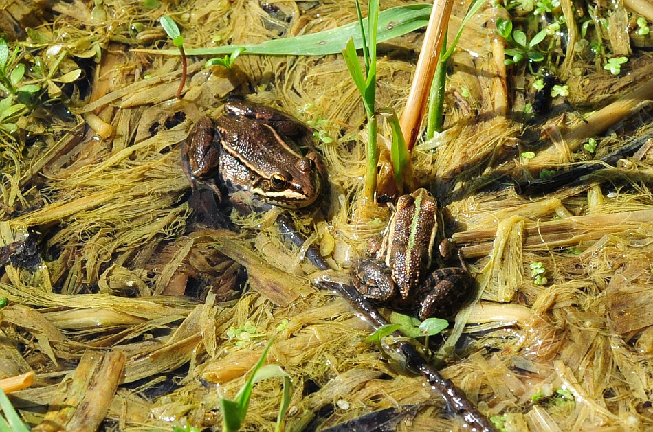 Rana verde - Pelophylax sp. (prov. Frosinone)