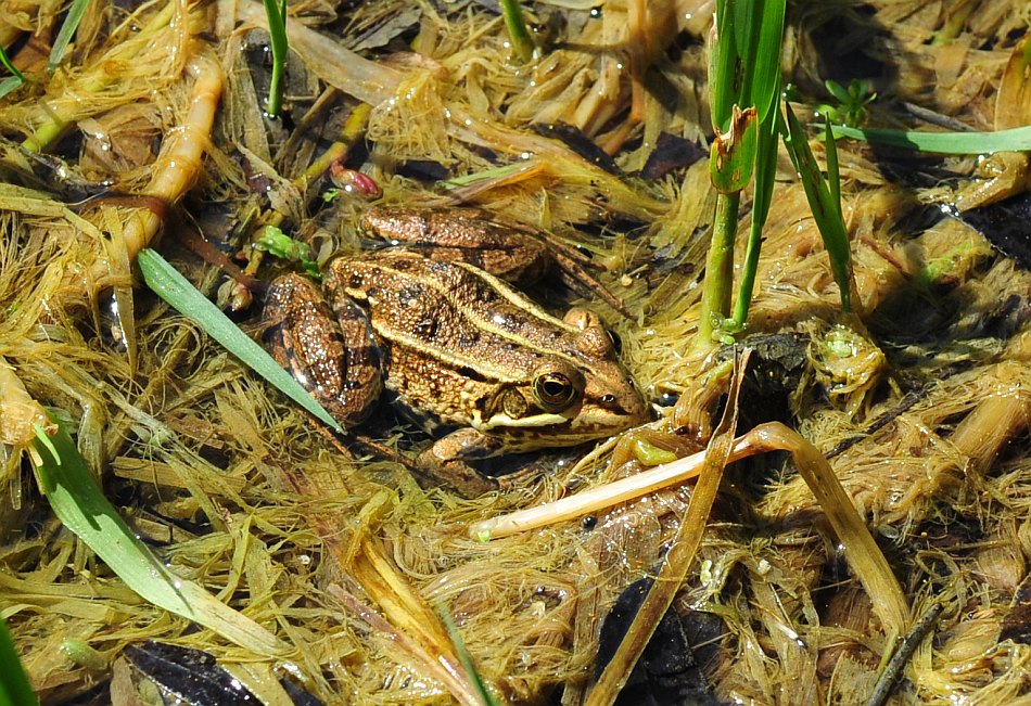 Rana verde - Pelophylax sp. (prov. Frosinone)