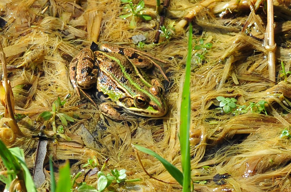 Rana verde - Pelophylax sp. (prov. Frosinone)