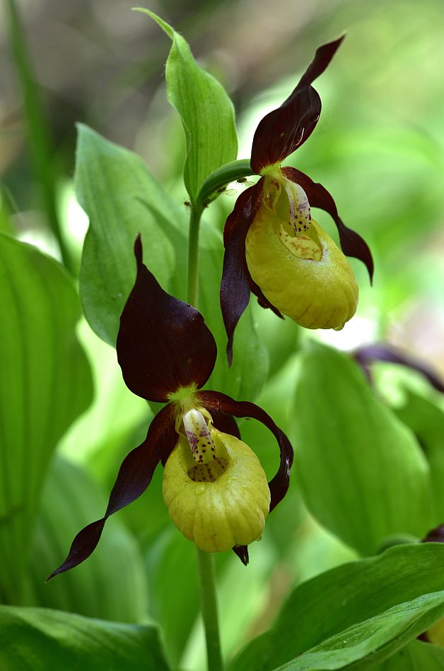 Cypripedium calceolus / Scarpetta di Venere