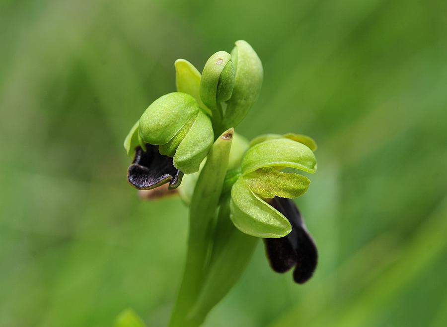 Ophrys fusca subsp. lucana?