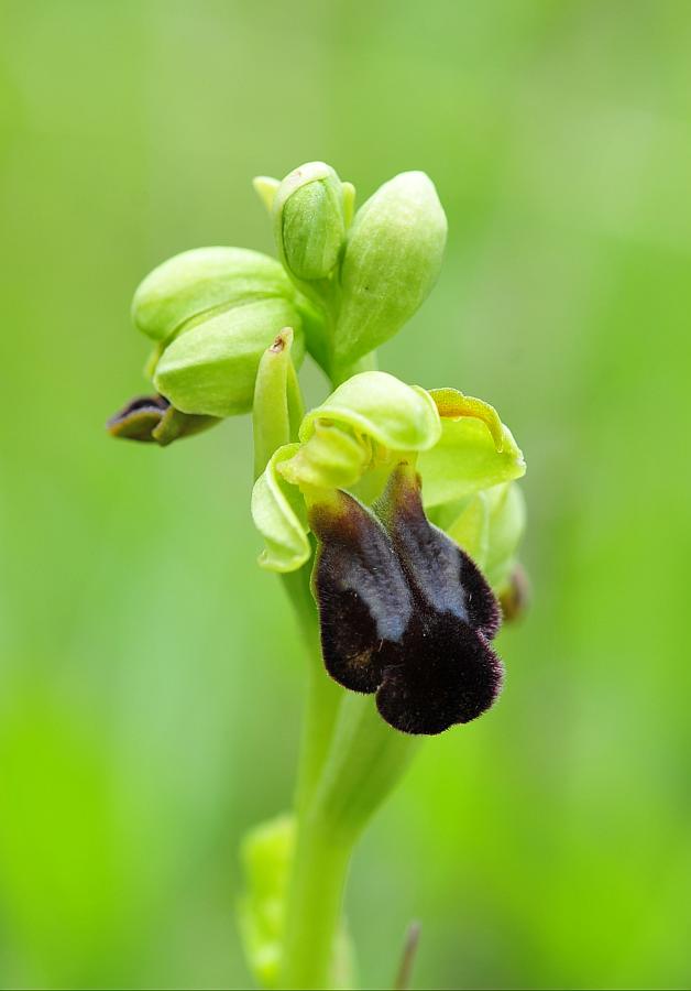 Ophrys fusca subsp. lucana?