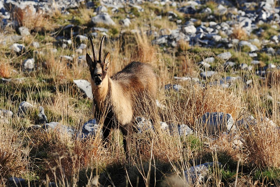 Camoscio appenninico - Rupicapra pyrenaica ornata