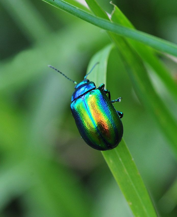 Oreina alpestris marsicana, Chrysomelidae