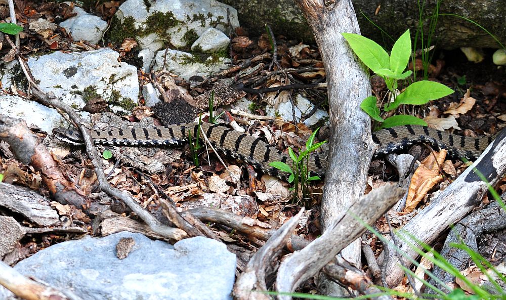 Vipera aspis?