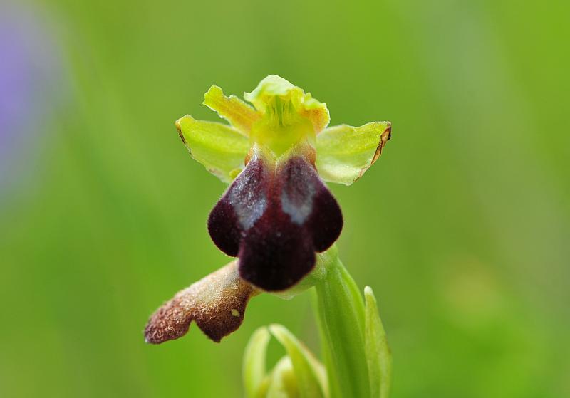 Ophrys fusca subsp. lucana?