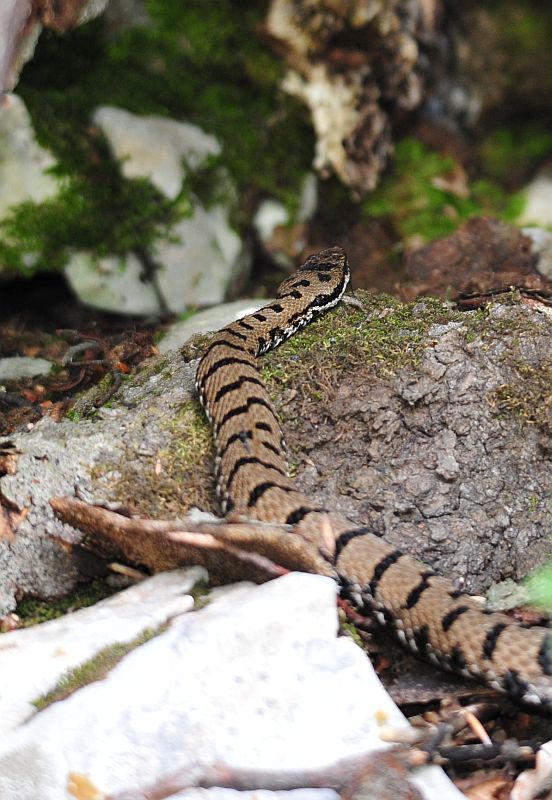 Vipera aspis?