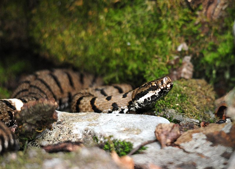 Vipera aspis?