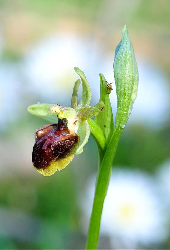 Ophrys ... quale?