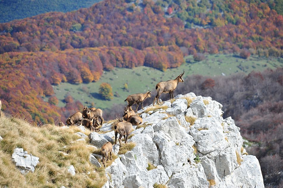 Camoscio appenninico - Rupicapra pyrenaica ornata