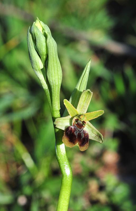 Ophrys ... quale?