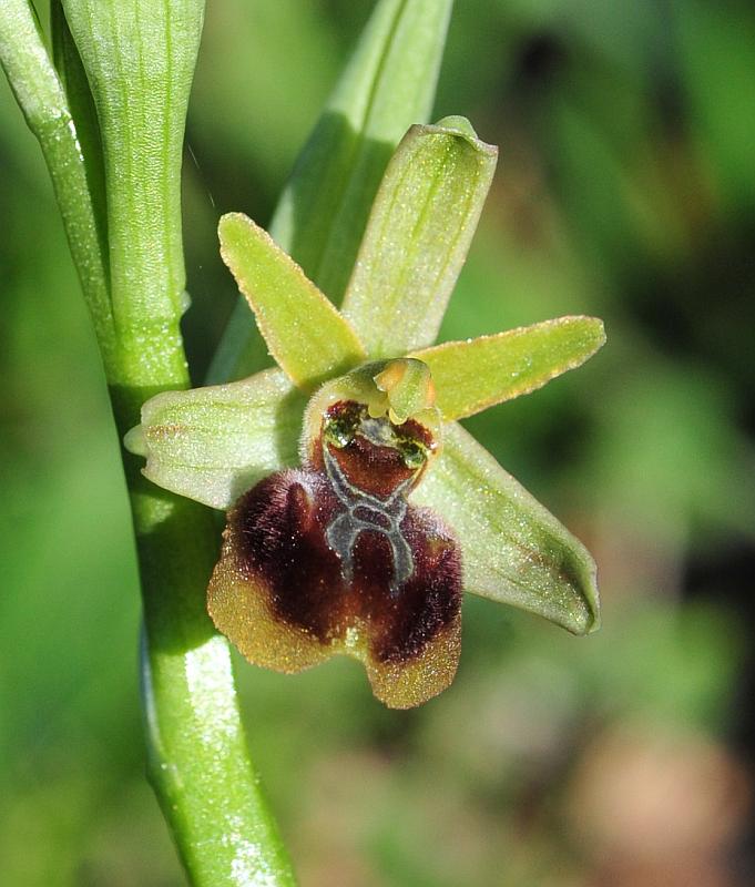 Ophrys ... quale?