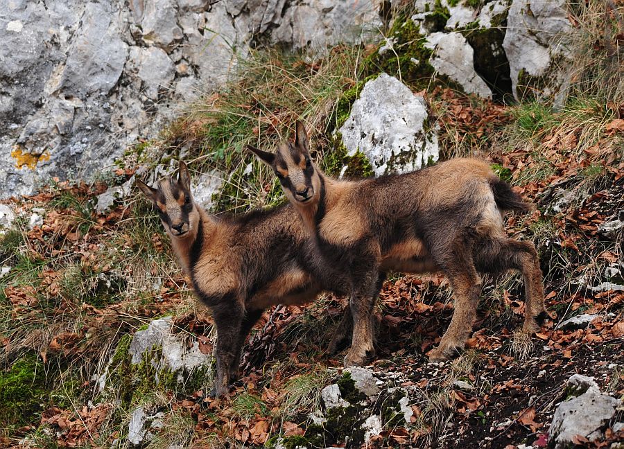 Camoscio appenninico - Rupicapra pyrenaica ornata