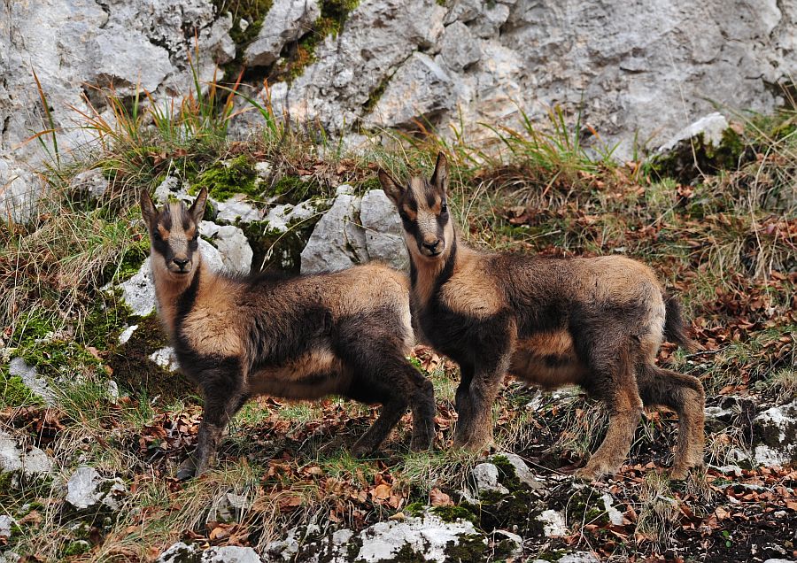 Camoscio appenninico - Rupicapra pyrenaica ornata