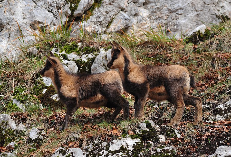 Camoscio appenninico - Rupicapra pyrenaica ornata